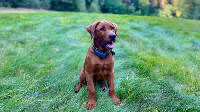 Bild: Götzer/exb
Er darf kommen und seine Rolle als pädagogischer Begleithund im Kindergarten Högling einnehmen: Flynn ist ein Labrador-Retriever, gilt von der Rasse her als sehr gutmütig und wird im Mai ein Jahr alt.