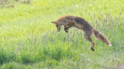 Bild: Norbert Vetter
Ein Fuchs beim Beute- oder Jagdsprung. Sein Hauptnahrungsmittel sind Mäuse.