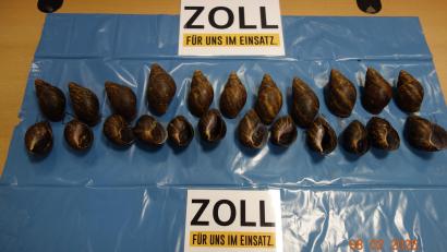 Bild: picture alliance/dpa/Zoll
Zollbeamte fanden im Gepäck eines Flugreisenden in Nürnberg diese 23 Afrikanischen Riesenschnecken. Die Schnecken wurden von den Zollbeamten erstmal mit Obst versorgt und gewärmt.