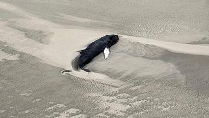 Bild: -/Citynewstv/dpa
Der tote Buckelwal liegt im Sand in einer Senke.