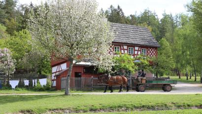 Bild: Eva Gröninger/Freilandmuseum Oberpfalz
Im Frühling werden im Freilandmuseum Oberpfalz die Pferde angeschirrt.
