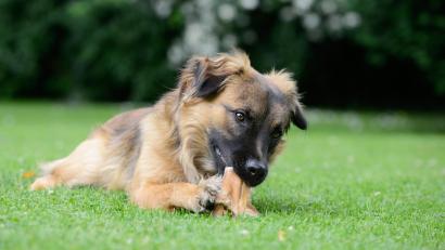 Symbolbild: Carola Schubbel – stock.adobe.com
Hundehalter sollten immer darauf achten, was ihre Vierbeiner fressen.