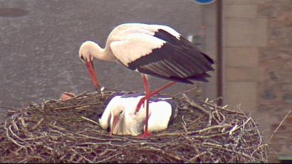 Screenshot: www.weiden.de
Wer ist der zweite Storch im Weidener Horst?
