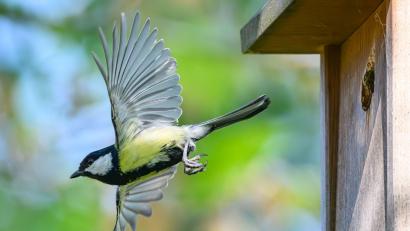 Symbolbild: Patrick Pleul/dpa
Eine Kohlmeise kommt aus einem Nistkasten geflogen. Doch nicht jede Nisthilfe passt für jeden Vogel, weiß Werner Schuler aus Niedermurach.