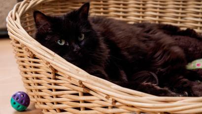 Symbolbild: Stefan Sauer/dpa
Einen kranken Kater – hier ein Symbolbild – gaben zwei Frauen unter dem Vorwand, es handle sich um ein Fundtier im Schwandorfer Tierheim ab.