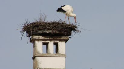 Bild: wro
Der Falkenberger Storch ist zurückgekehrt.