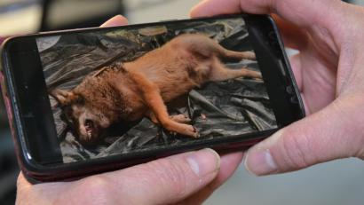 Bild: tss
Ein Bild von einem toten Wolf, der in Friedenfels auf einer Plane liegt, macht derzeit die Runde.