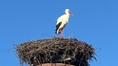 Bild: gis
Der Storch ist da – sehr zur Freude der Mehlmeiseler.