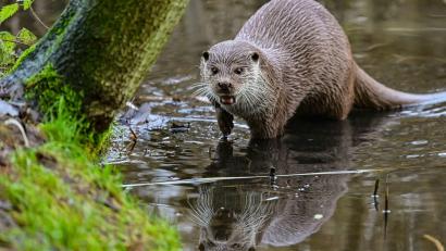 Symbolbild: Patrick Pleul/dpa
In der Oberpfalz gibt es ab Freitag Gebiete, in denen es möglich ist, Fischotter zu fangen, vergrämen oder – als letzte Lösung – zu töten.