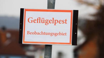 Bild: Nicolas Armer/dpa
Experten befürchten, dass sich die Geflügelpest in Bayern noch weiter ausbreitet.
