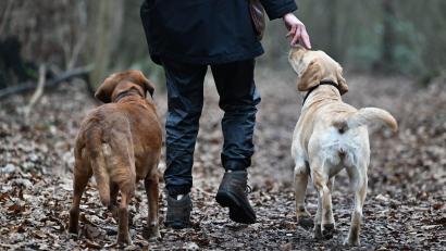 Symbolbild: Arne Dedert/dpa
Zwei Hunde beschäftigten die Polizei in Schwandorf.
