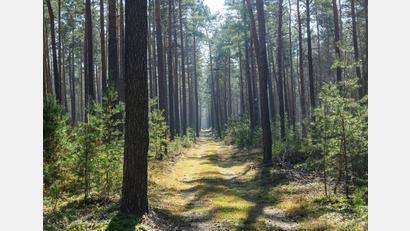 Bild: Patrick Pleul/dpa
Trockene Wälder wie etwa die Kiefernwälder in Brandenburg haben oft eine hohe Waldbrandgefährdung.