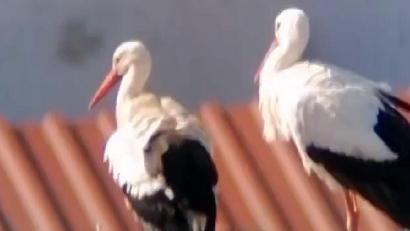 Screenshot: Storchen-Cam Fakenberg (aus dem von Joachim Zrenner Oberpfalz-Medien überlassenen Video)
Wie die Aufnahme der Kamera von Storchenbeauftragtem Joachim Zrenner beweist, ist das Storchenpaar in den Ort zurückgekehrt..