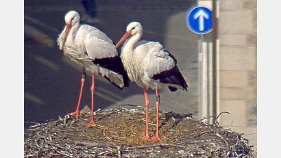 Screenshot: Webcam www.weiden.de
Das neue Storchenpaar in Weiden mag sich.