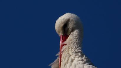 Bild: Motz/exb
In Schwarzenfeld kommen die Störche etwas zeitversetzt im Februar an.