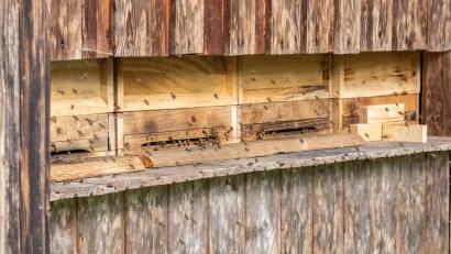 Symbolbild: Susanne Forster
Bei Nabburg brannte ein Bienenhaus ab.