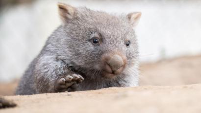 Bild: Julian Stratenschulte/dpa
Tierschützer fürchten, dass das Wombat-Baby bei der Aktion verletzt wurde. (Symbolbild)