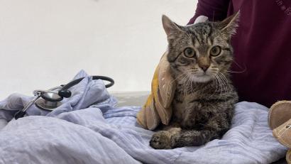 Bild: Polizeiinspektion Kemnath
Gefundener Kater am Straßenrand und jetzt beim Tierarzt.