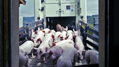 Bild: Allegro Film 2016/exb
Eine Szene aus dem Film "Bauer unser", der einen kritischen Blick auf die industrielle Landwirtschaft wirft.