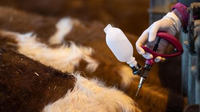 Symbolbild: Fabian Sommer/dpa
Tierhalter können ihre Rinder und Schafe gegen die gefährliche Blauzungenkrankheit impfen lassen.