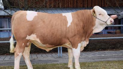 Bild: Traxinger/RZO/exb
Der bestplatzierte „Wildwechsel“-Sohn, gezüchtet vom Betrieb Mosandl, Ottmaring, wurde vom Besamungsverein Neustadt/Aisch ersteigert.