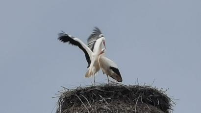 Bild: gz
Das Weißstorch-Männchen wirbt um die Gunst der Storchendame.