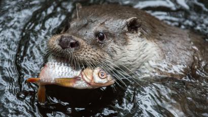 Symbolbild: Silas Stein/dpa
Nicht wählerisch ist der Fischotter bei der Nahrungsaufnahme. Er frisst vorrangig Fische, aber auch Enten, Frösche, Schnecken, Krebse und Muscheln.