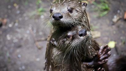 Bild: Christian Charisius/dpa
Die Deutsche Umwelthilfe klagt gegen den Fischotterabschuss in Oberfranken.
