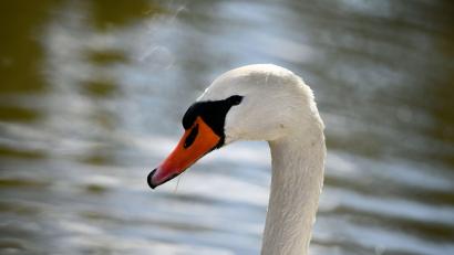 Symbolbild: Frank May/dpa
Am Jesenice-Stausee in Lipova im Kreis Cheb/Eger in Tschechien sind Schwäne an der Vogelgrippe verendet. Das Veterinäramt Tirschenreuth sieht im Moment aber noch keinen Handlungsbedarf, nachdem es sich nicht wildlebende Tiere handelt.