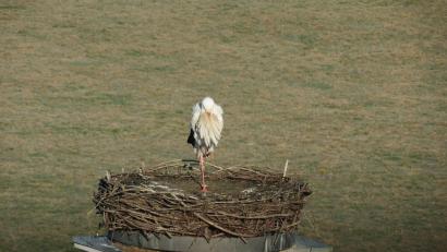 Bild: do
Der Storch ist wieder da, jubeln die Tier- und Naturfreunde in Speinshart. Nun hoffen sie auf das baldige Eintreffen des zweiten Gllücksbringers.