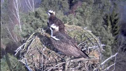 Bild: Forstrevier Eschenbach 
Zwei Fischadler machen es sich im Horst am Eschenbacher Rußweiher bequem. Seit dem 14. März sind die Greifvögel zurück aus ihrem Winterquartier.