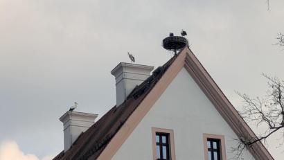 Bild: pz
Von vier Störchen belagert war das Dach des ehemaligen Abtschlosses in Waldsassen zu Beginn der Woche. Durch das laute Klappern blieben die Tiere auch vielen Passanten nicht verborgen.