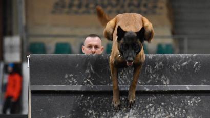 Bild: Petra Hartl
Bei der CACIT Germany 2025, einer Meisterschaft im Gebrauchshundesport, sind in der Ostbayernhalle in Kreuth bei Rieden 150 Hunde am Start. Hundehalter Marcel Soblik ist mit seinem Vierbeiner "Zauberhafte 17 vom Holzhäuser Flur" vertreten.