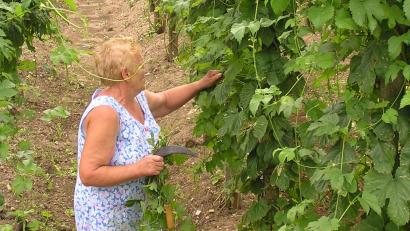 Archivbild: no
Frieda Dehling begutachtet den Hopfen, der in dem von ihr mit angelegten Garten wächst.
