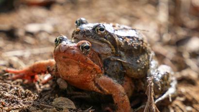 Bild: Marco Meier
Ein Grasfroschpaar bei der Wanderung zu ihrem Laichplatz.