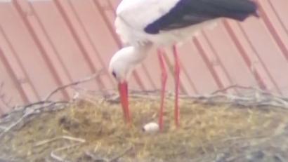 Screenshot: Storchen-Cam Falkenberg/Joachim Zrenner/exb
Im Storchennest auf dem Dach des Pfarrheimes in Falkenberg liegt das erste Ei.