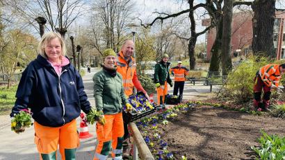 Bild: Pressestelle Stadt Weiden
Im Einsatz für den Frühling: Die Mitarbeiterinnen und Mitarbeiter der Stadtgärtnerei haben im Moment alle Hände voll zu tun. Etliche tausend Blumen werden angepflanzt.