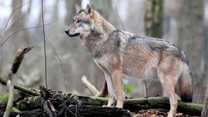 Bild: Ingo Wagner/dpa
Ist der Wolf für die Menschen rund um den Hessenreuther Wald eine Gefahr? Der Bund Naturschutz griff dieses Thema in der Jahreshauptversammlung auf.