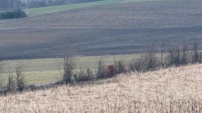 Bild: Roman Mühlmeier/exb
Eine Heckenpflegemaßnahme bei Bärnau hat bei Roman Mühlmeier für Entsetzen gesorgt. Mitte März hat er das Ergebnis der Aktion fotografiert, die im Februar über die Bühne gegangen war.