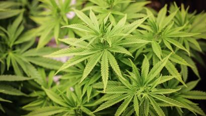 Symbolbild: Christian Charisius/dpa
Mehr als die drei erlaubten Cannabis-Pflanzen hatte ein Sulzbach-Rosenberg in seiner Wohnung. Die Polizei entdeckte diese bei einem Balkonbrand.
