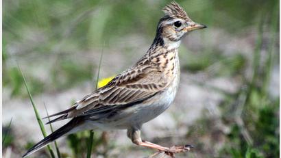 Bild: Andreas Neuthe/dpa
Eine Feldlerche. Diese Vogelart bekommt beim künftigen Solarpark in Öd bei Kreuth eine Schutzzone.