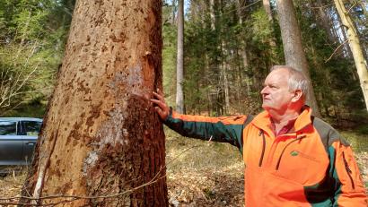 Bild: Johannes Pittroff/fph
Martin Hertel, Stellvertretender Leiter des Forstbetriebs Fichtelberg, zeigt eine vom Borkenkäfer befallene Fichte.