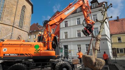 Bild: Wolfgang Steinbacher
Auf dem Salzstadlplatz werden die neuen Bäume eingesetzt.