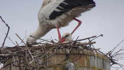 Bild: Beppo Schuller
Das Brutgeschäft läuft bereits. Wenn der Horst hält, könnte es Storchennachwuchs in Schnaittenbach geben.