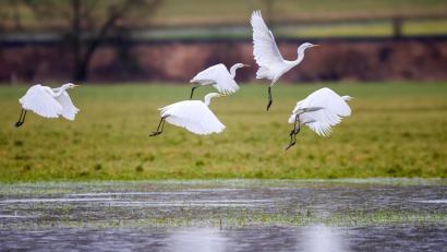 Bild: Thomas Warnack/dpa
Silberreiher im Flug.