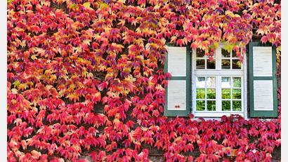 Symbolbild: Julian Stratenschulte/dpa
Wilder Wein ist ein Klassiker der Hausbegrünung – und nicht nur im Herbst ein wahrer Blickfang.