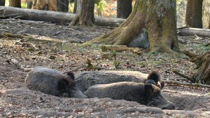 Bild: Petra Hartl
Diese Schweine fühlen sich genau dort wohl, wo sie sind. Im Schwarzwildgehege Waldhaus. Nach anfänglicher Verwirrung werden sie aller Wahrscheinlichkeit genau dort bleiben.