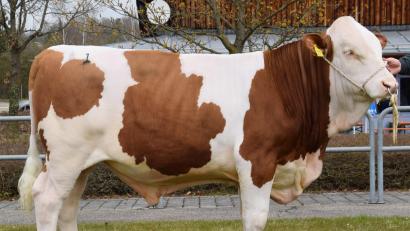 Bild: RZO/Steiner/exb
Ein mischerbig hornloser „Megastar“-Sohn wurde für 88.600 Euro an den Besamungsverein Neustadt/Aisch verkauft.