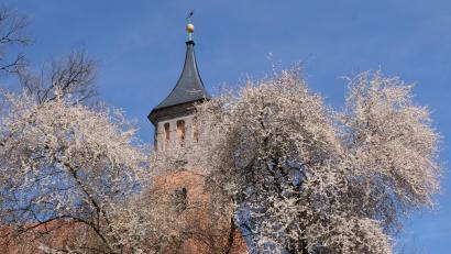 Bild: Fred Lehner
Eine riesige Blütenwolke umrankt das Gotteshaus und den Kirchturm von St. Johannes Baptista.