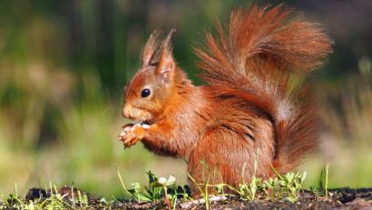 Archivbild: exb/Georg Birner Fotoclub Vohenstrauß
Eichhörnchen